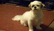 Funny video  Căţei şi pisici care au fost furaţi de Moş Ene