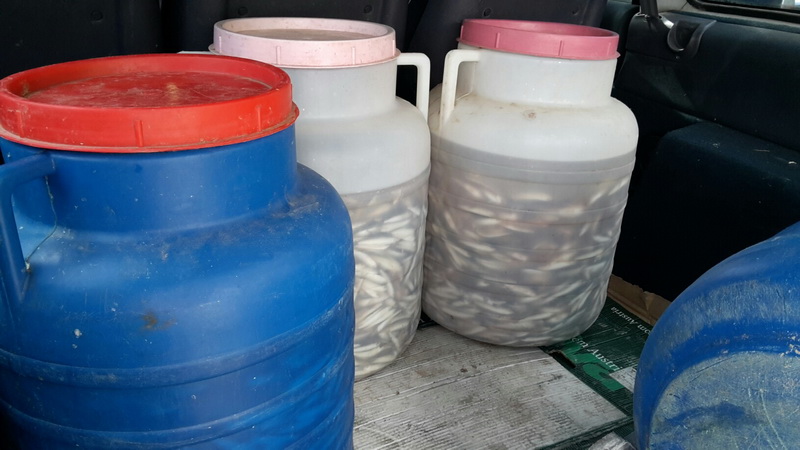 a fost prins cu 90 de kilograme de peste stricat in portbagaj galerie foto 549347 a fost prins cu 90 de kilograme de peste stricat in portbagaj galerie foto 549347