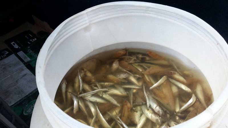 a fost prins cu 90 de kilograme de peste stricat in portbagaj galerie foto 549347 a fost prins cu 90 de kilograme de peste stricat in portbagaj galerie foto 549347