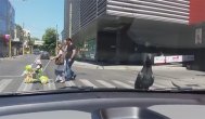 Funny video Porumbelul... motorizat