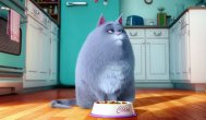 Funny video Viaţa secretă a animalelor