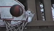 Funny video Pisici simpatice