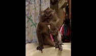 Funny video Cum e îngrijită o maimuţă