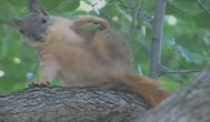 Funny video Cum se scarpină animalele