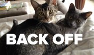 Funny video Când pisicile se satură de noi