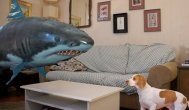 Funny video Câine vs. rechin, care câştigă?