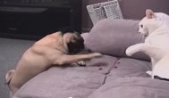 Funny video Căţei enervând pisici