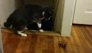 Funny video Pisici speriate de bombe