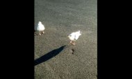 Funny video Pescăruşul dansator