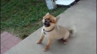 Funny video Cum strănută animalele