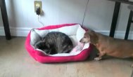 Funny video  Pisici care fură patul câinilor