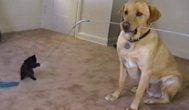 Funny video Relaţiile dintre pisici şi câini