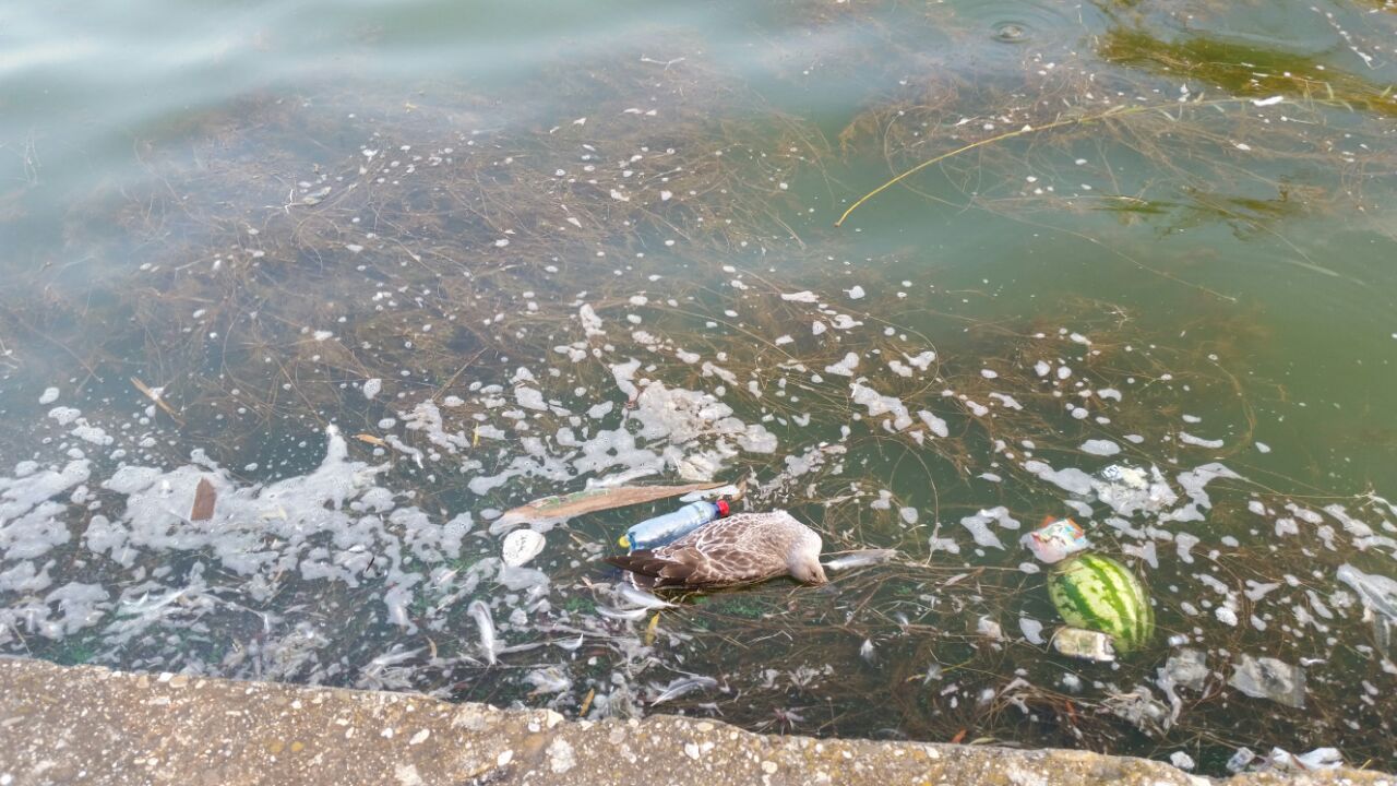 o oaza de liniste inconjurata de gunoaie pe lacul tabacarie 558368 o oaza de liniste inconjurata de gunoaie pe lacul tabacarie 558368