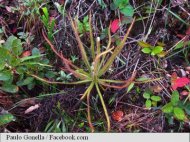 O nouă plantă carnivoră descoperită în Brazilia