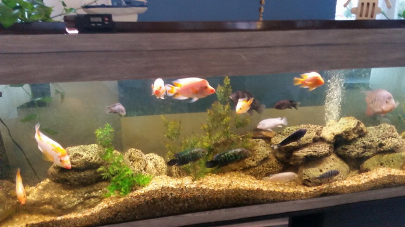 la restaurantul beluga pestele este adus direct din navoadele pescarilor galerie foto 559290 la restaurantul beluga pestele este adus direct din navoadele pescarilor galerie foto 559290