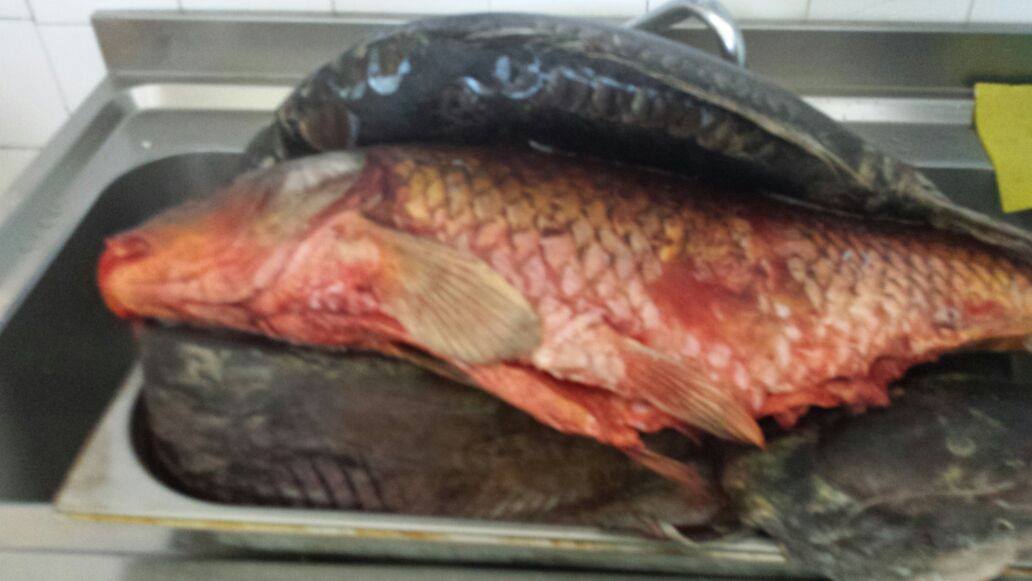 amenzi date de anpc proprietarilor hotelurilor romanta si terra din neptun 559557 amenzi date de anpc proprietarilor hotelurilor romanta si terra din neptun 559557