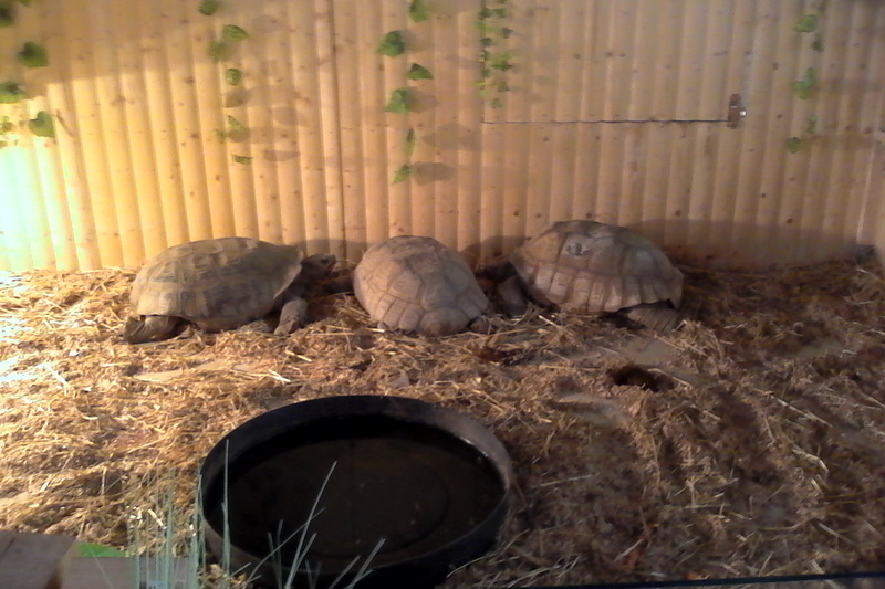 constanta invadata de reptile galerie foto 559759