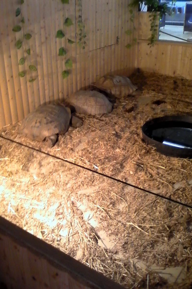 constanta invadata de reptile galerie foto 559759