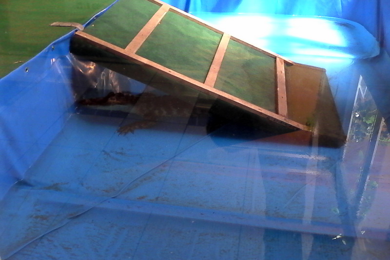 constanta invadata de reptile galerie foto 559759