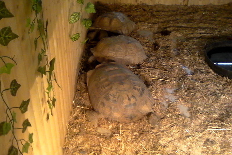 constanta invadata de reptile galerie foto 559759