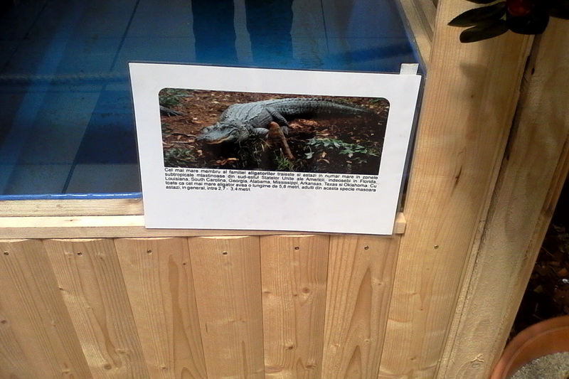 constanta invadata de reptile galerie foto 559759