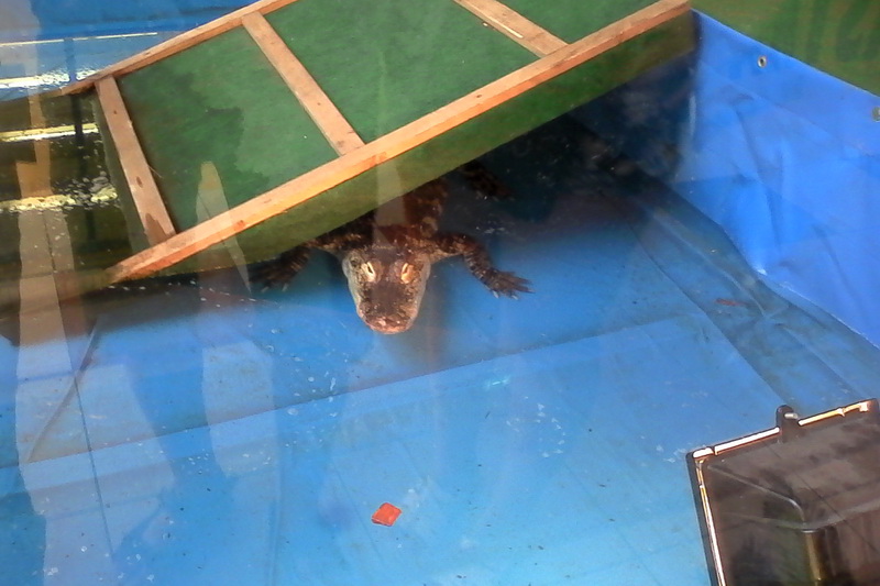 constanta invadata de reptile galerie foto 559759