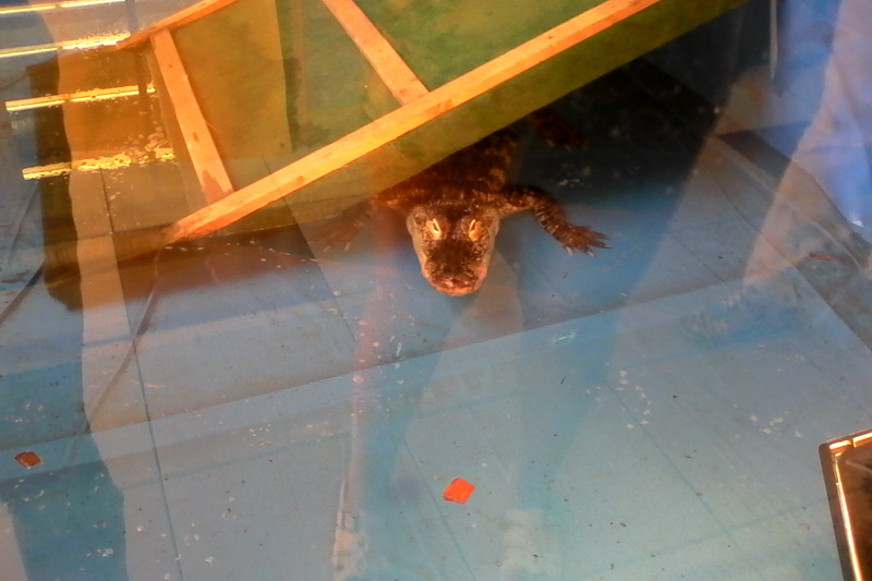 constanta invadata de reptile galerie foto 559759