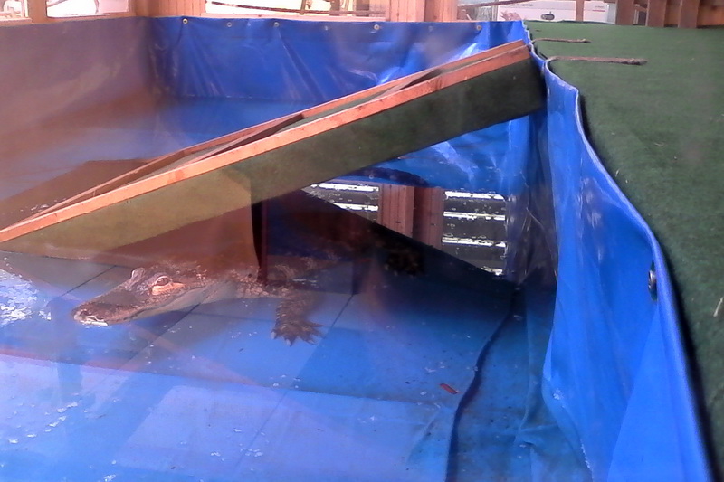 constanta invadata de reptile galerie foto 559759