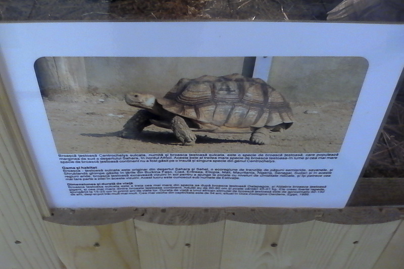 constanta invadata de reptile galerie foto 559759