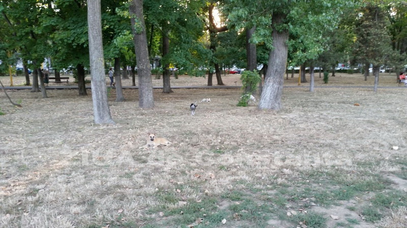 o oaza de liniste inconjurata de caini vagabonzi in parcul tabacarie galerie foto 559873 o oaza de liniste inconjurata de caini vagabonzi in parcul tabacarie galerie foto 559873