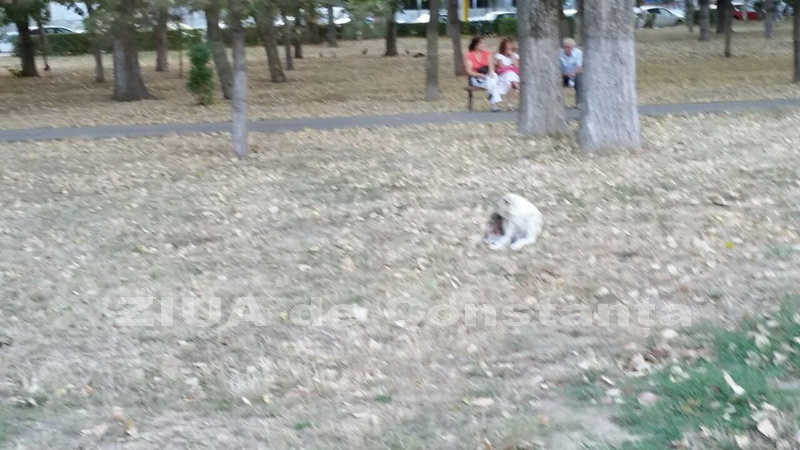 o oaza de liniste inconjurata de caini vagabonzi in parcul tabacarie galerie foto 559873 o oaza de liniste inconjurata de caini vagabonzi in parcul tabacarie galerie foto 559873