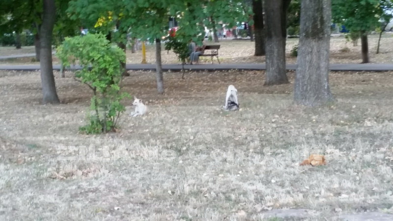 o oaza de liniste inconjurata de caini vagabonzi in parcul tabacarie galerie foto 559873 o oaza de liniste inconjurata de caini vagabonzi in parcul tabacarie galerie foto 559873