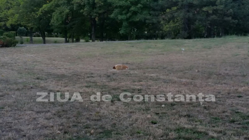 o oaza de liniste inconjurata de caini vagabonzi in parcul tabacarie galerie foto 559873 o oaza de liniste inconjurata de caini vagabonzi in parcul tabacarie galerie foto 559873