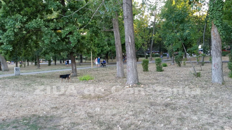 o oaza de liniste inconjurata de caini vagabonzi in parcul tabacarie galerie foto 559873 o oaza de liniste inconjurata de caini vagabonzi in parcul tabacarie galerie foto 559873