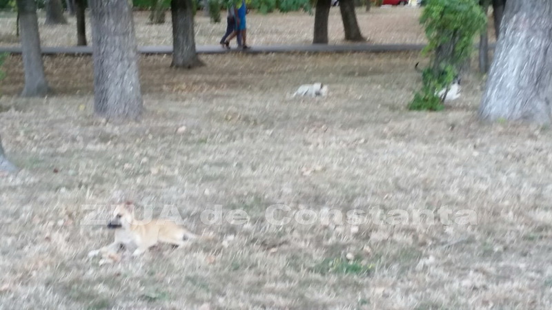 o oaza de liniste inconjurata de caini vagabonzi in parcul tabacarie galerie foto 559873 o oaza de liniste inconjurata de caini vagabonzi in parcul tabacarie galerie foto 559873