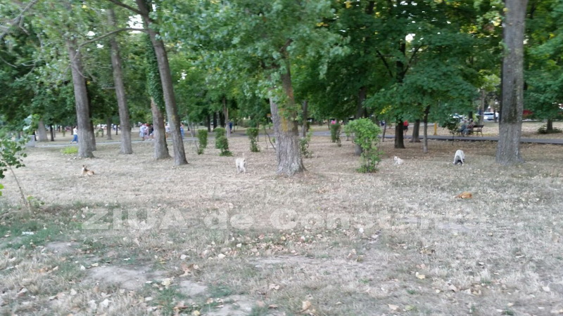 o oaza de liniste inconjurata de caini vagabonzi in parcul tabacarie galerie foto 559873 o oaza de liniste inconjurata de caini vagabonzi in parcul tabacarie galerie foto 559873