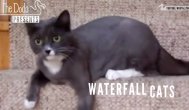 Funny video Cum coboară unele pisici scările
