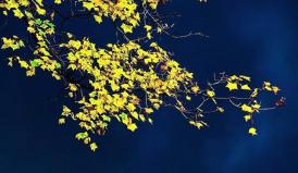 Lumea poeziilor Irina Lucia Mihalca - Punctul vernal