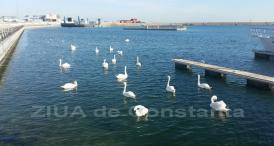 Pe faleza din Mangalia lebedele oferă un adevărat spectacol trecătorilor (galerie foto+video)