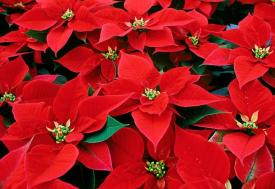 Crăciunița sau Steaua Crăciunului, floarea sărbătorilor de iarnă