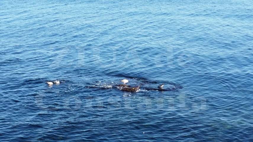 fotoreportaj sute de persoane pe faleza din constanta zi de exceptie imagini minunate 577351 fotoreportaj sute de persoane pe faleza din constanta zi de exceptie imagini minunate 577351