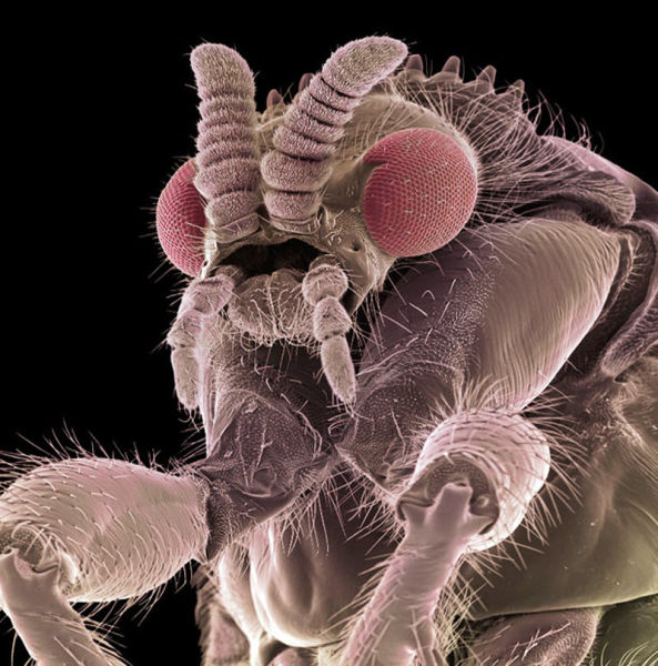 insectele vazute la microscop sunt uluitoare galerie foto 577807