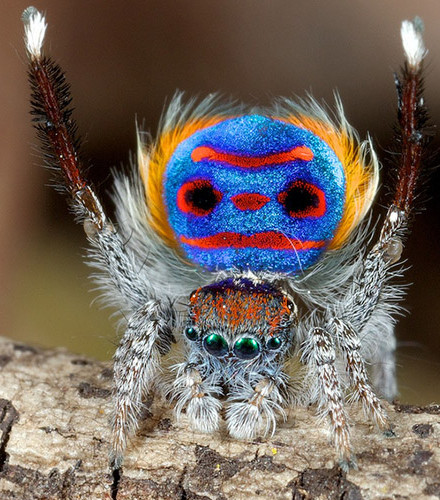 insectele vazute la microscop sunt uluitoare galerie foto 577807