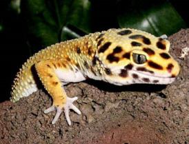 S-a dus vremea dihorului sau a găinii Șopârla Gecko Leopard se poartă ca... animal de companie