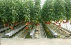 Un investitor din capitală creează noi locuri de muncă în comuna Seimeni. Iată ce vrea să facă