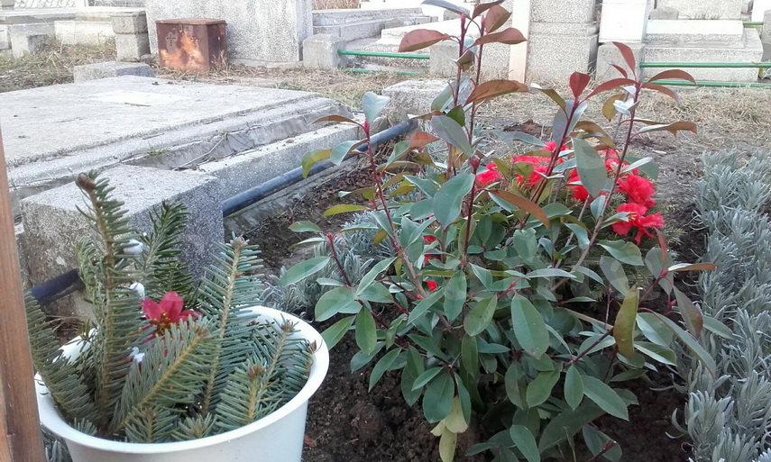 mormantul pictorului ionel matasareanu a fost curatat 578779 mormantul pictorului ionel matasareanu a fost curatat 578779