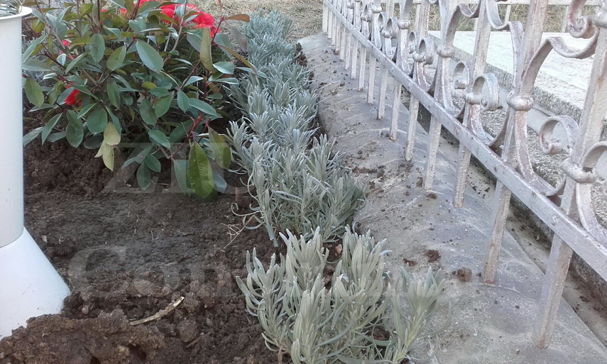 mormantul pictorului ionel matasareanu a fost curatat 578779 mormantul pictorului ionel matasareanu a fost curatat 578779