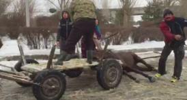 Cal căzut pe șosea, în Medgidia (video)