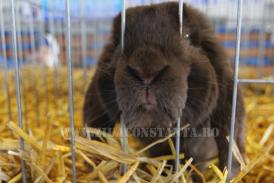 Moțați, urecheați, înfoiați. Expoziție de porumbei, păsări de curte și mamifere mici (fotoreportaj)