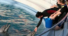 „Bătălia” pentru a aduce delfinii la Constanța s-a dat între două firme. Rom Charter Services SRL a efectuat transportul (documente)